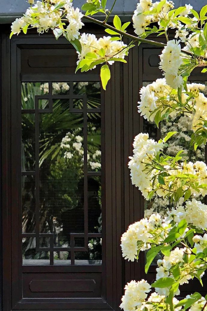 花漾秦淮|最是一年春好处，木香盛放醉秦淮