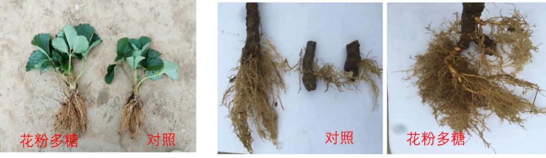 新一代生物刺激剂,植物源生物刺激剂