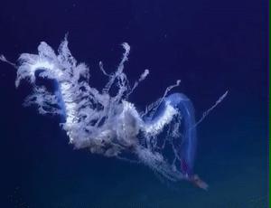 深海发现40多米的水母,深海发现巨型水母