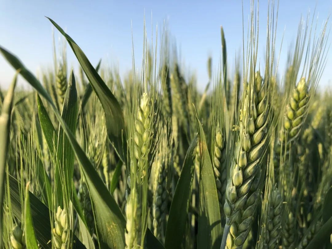 五谷是什么分别指哪些,五谷是什么