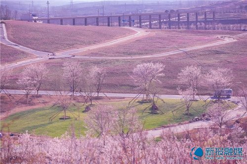 日照花仙子花海,畅游日照美景