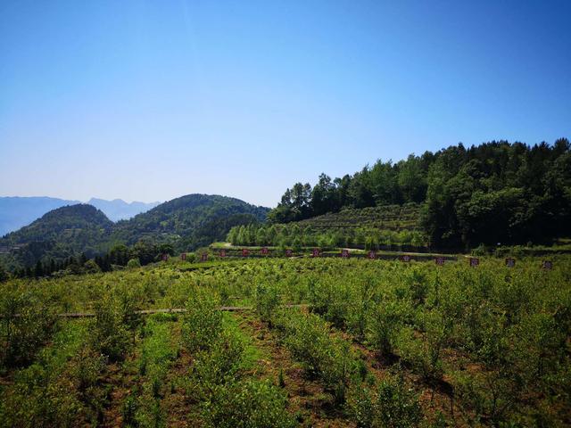 关注|黔江：*党**员“三亮”兴乡村