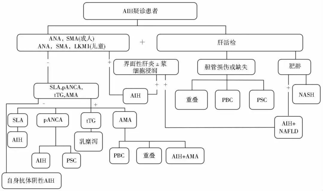 自身免疫性肝炎的诊治：美国肝病学会实践指引和指南核心要点｜指南共识