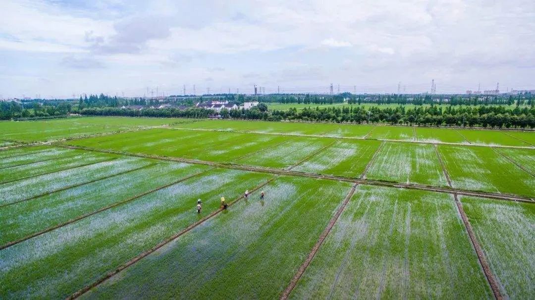 农村农业有效投资政策,农业农村部鼓励投资农业