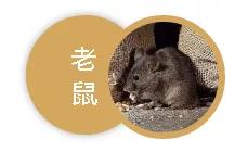 团团帮除四害,创文明城市爱国卫生大扫除