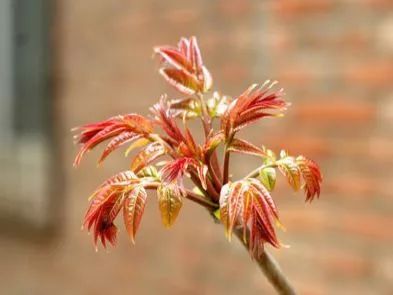 踏青江宁,南京江宁踏青赏花好去处