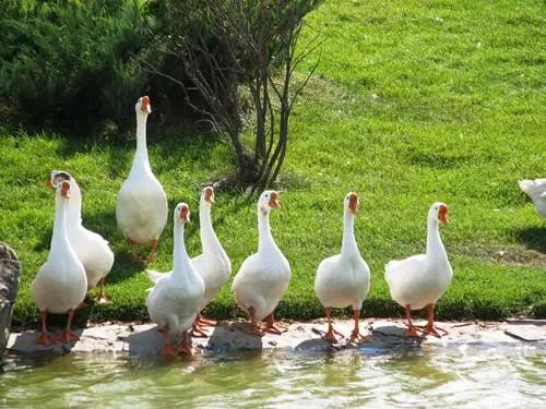 湖南株洲好吃的酱板鸭,株洲正宗醴陵仙都酱板鸭石峰区
