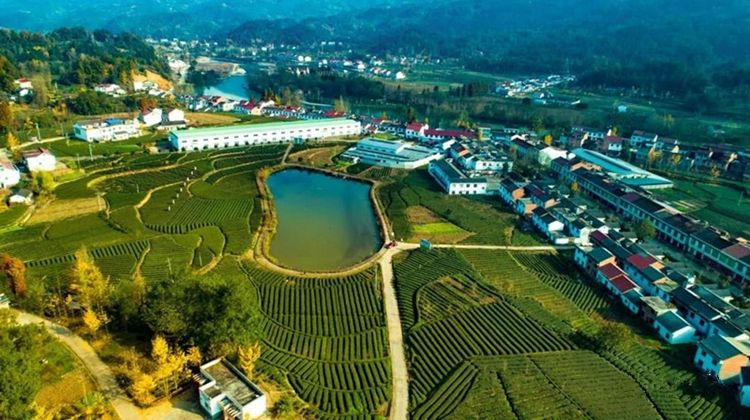 秦奋有新貌丨拔穷根、开富源西乡脱贫摘帽努力实现人人有产业