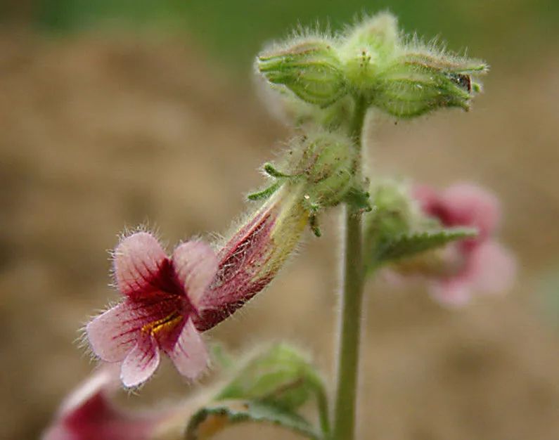 春季野菜不要随便挖这些野菜有毒,四月踏青路边的野菜能采吗