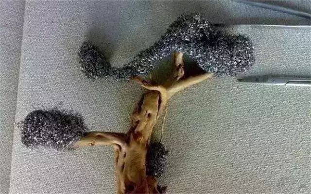 30缸一棵莫斯树造景,莫斯树和丹麦红玫瑰造景