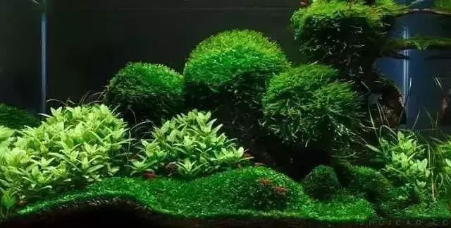 30缸一棵莫斯树造景,莫斯树和丹麦红玫瑰造景