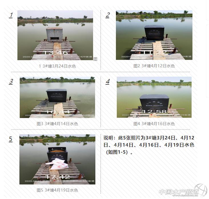 黄颡鱼爆发性死亡,黄颡鱼爆发性死亡怎么治疗