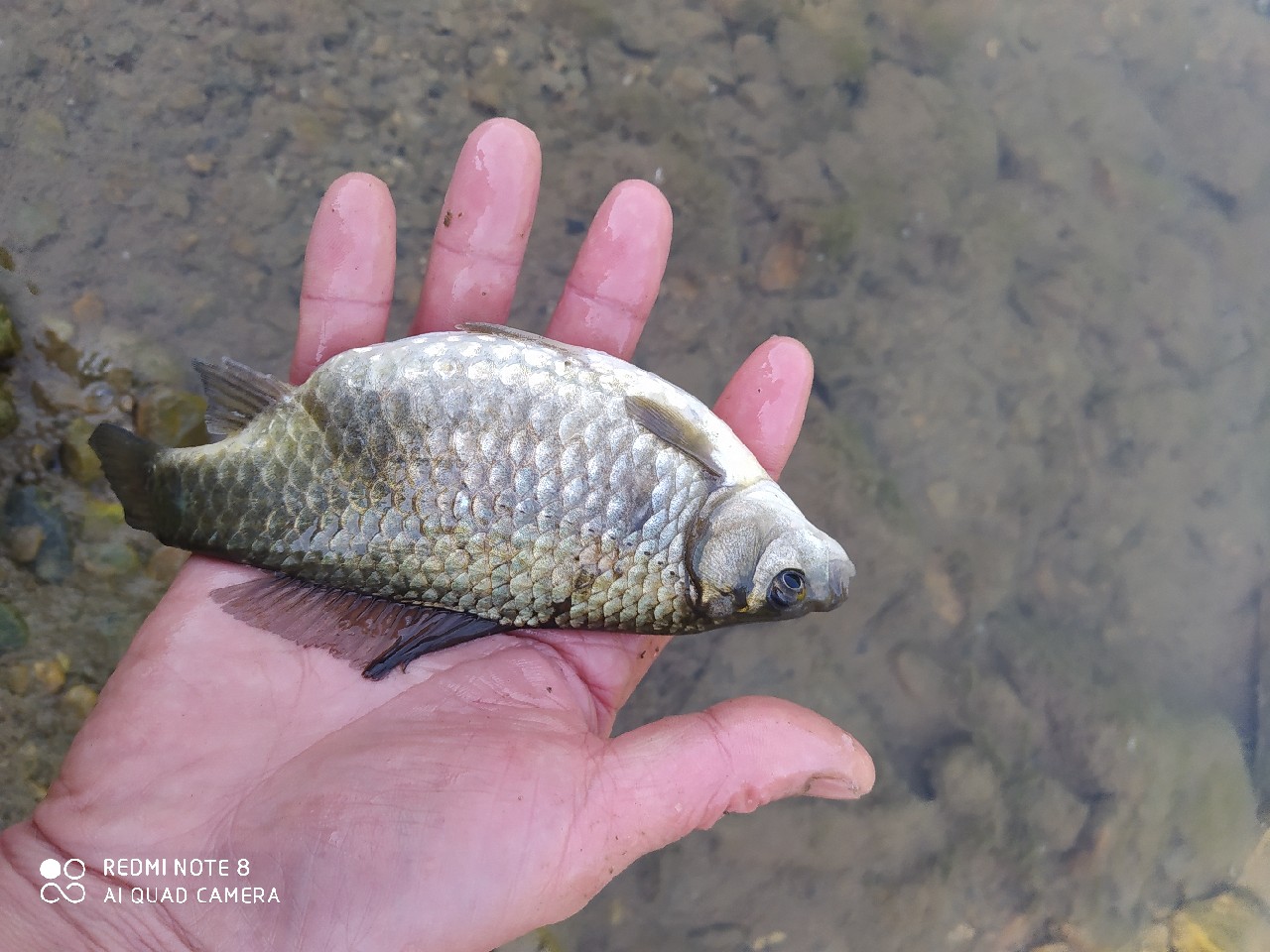 海竿串钩正确钓法视频,海竿串钩野钓最佳方法