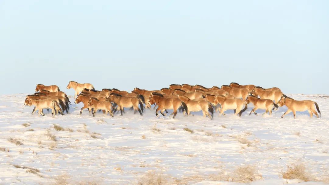 绾垫í椹伴獘绛栭┈鎵灜瑙嗛,绾垫í椹伴獘鍙ュ瓙