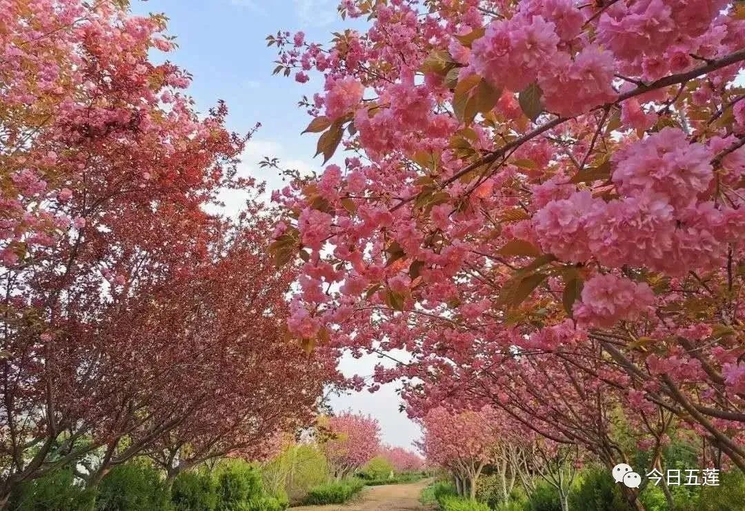 樱桃熟了五一好去处,采摘樱桃好去处五莲