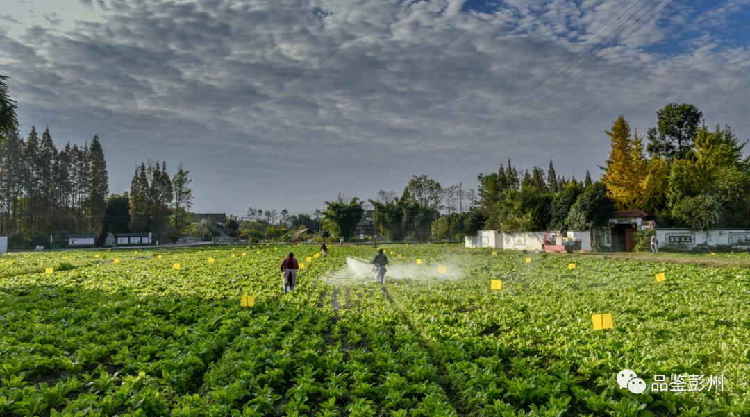 彭州政府要闻,2023彭州工作报告