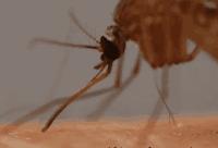 喷花露水驱蚊止痒,黄圣依代言的保湿防晒喷雾