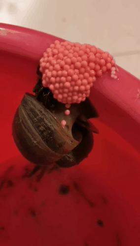 这6种食物或是寄生虫的重灾区,有哪些寄生虫会致命