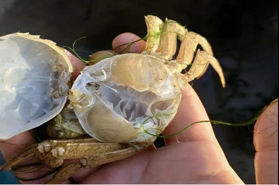 河蟹生态养殖技术与示范推广,河蟹养殖技术最新