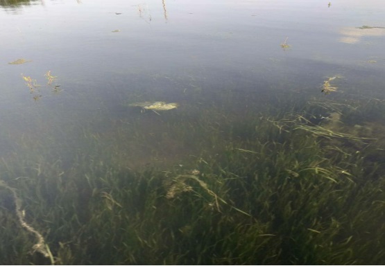 河蟹养殖技术最新,最简单的河蟹养殖