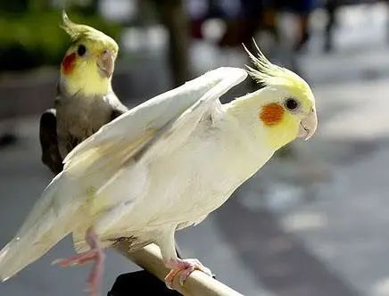 心疼……鸡尾鹦鹉拉稀了，怎么办？