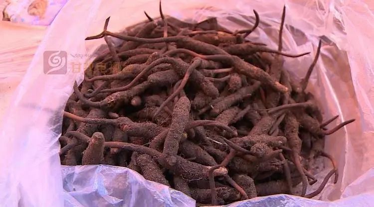 新鲜虫草已上市场，“软黄金”借网出山