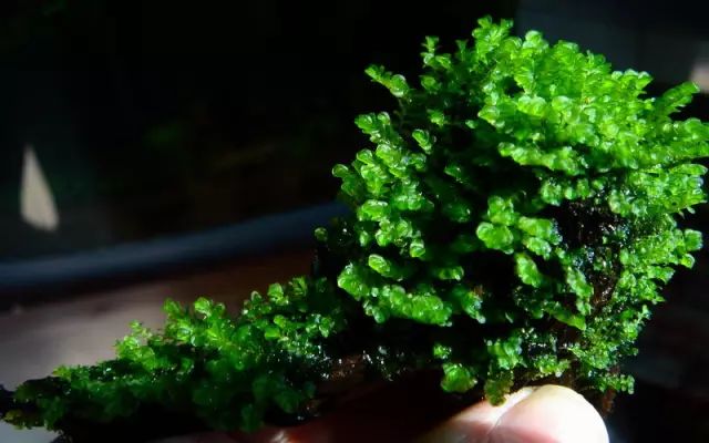 草缸适合养哪些冷水生物,纯绿苔缸适合养什么