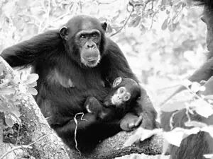 头条|HIV：一个被污名化的疾病，溯源用了三十年