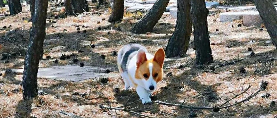 深圳证券交易所创业板交易规则,创业板投资者适当性管理暂行规定