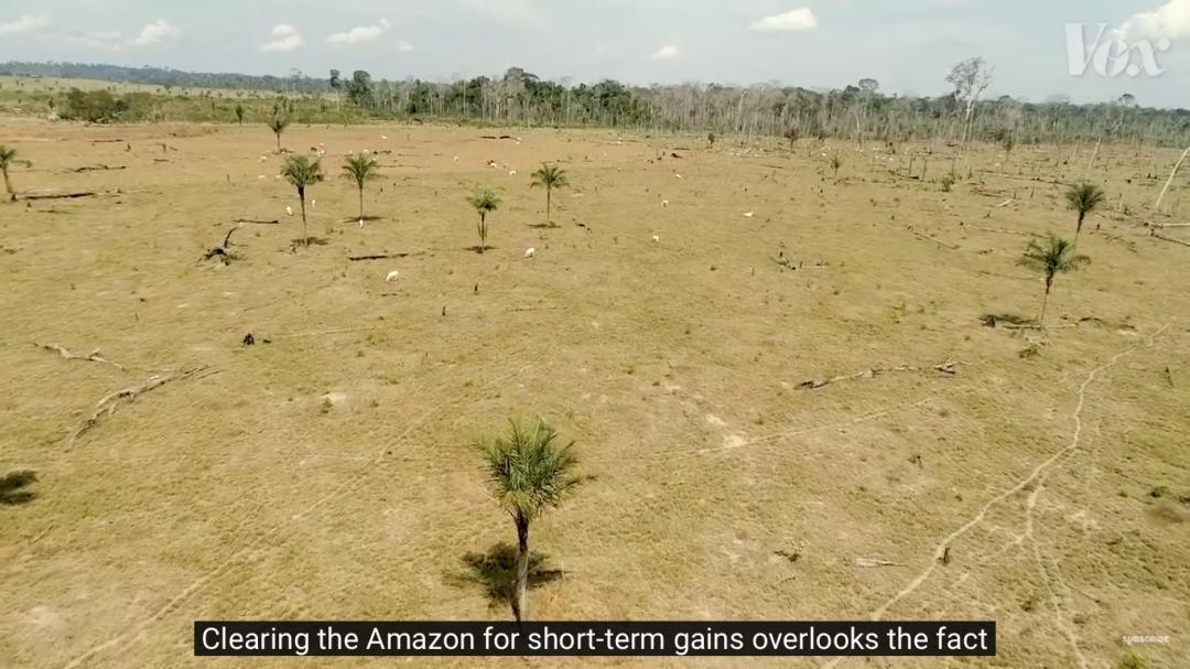 三个月砍掉20个曼哈顿,一年砍掉一个国家,亚马逊已经到了最危急的时候