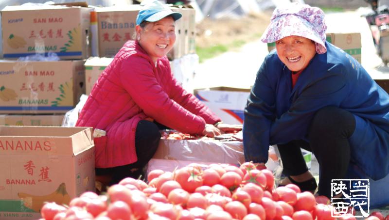 疫情之下菜篮子,疫情之下蔬菜种植