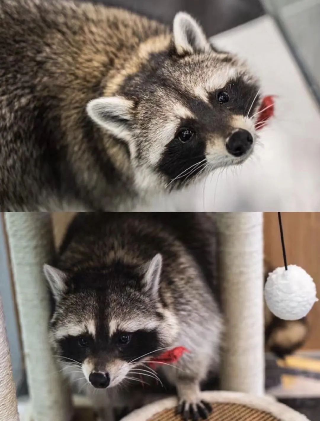 网友吸猫撸狗,吸猫撸狗的地方