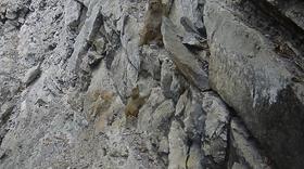 天气升温猴子们,天气变冷一群猴子抱团取暖