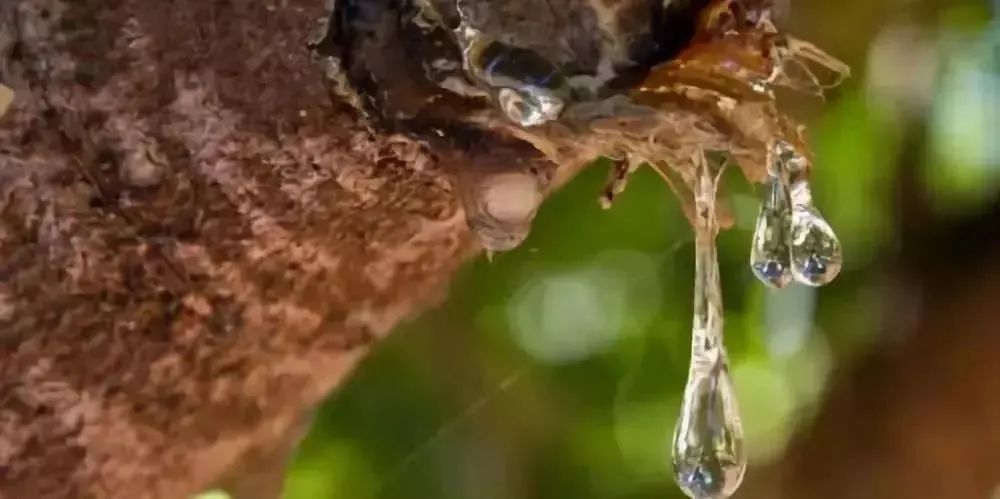各种各样味道的爆爆珠,日本七星爆珠薄荷味