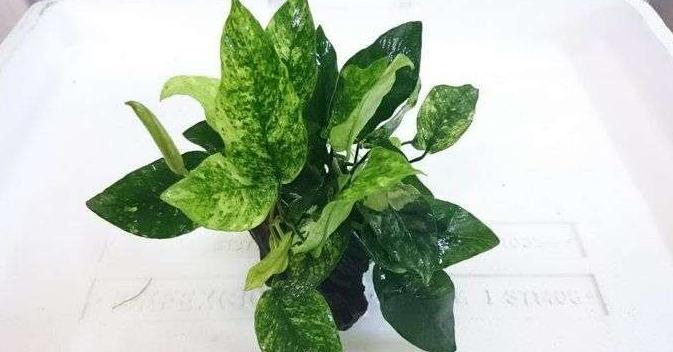 11个水产养殖的土办法,水溶肥的施肥方法和禁忌