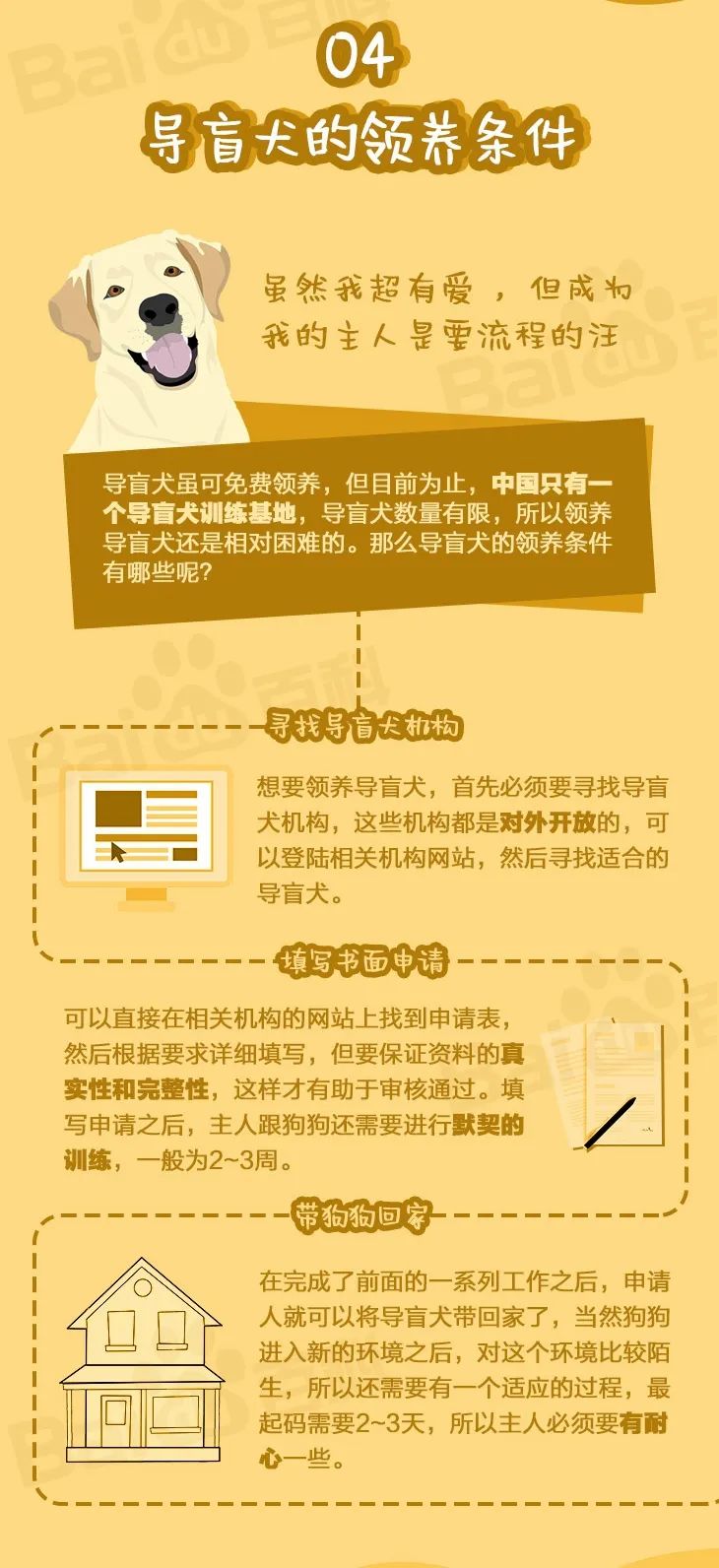 导盲犬是什么品种的狗狗,导盲犬成长史详解