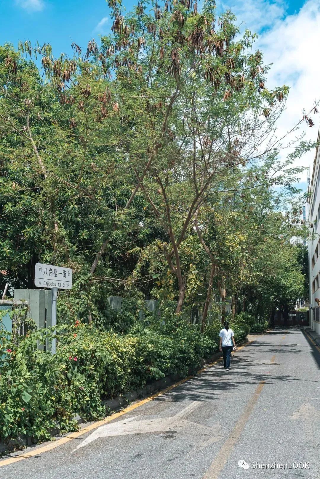 LOOK|这，就是园岭