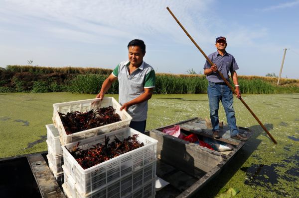 宿迁蝴蝶兰开出“致富花”,江苏宿迁种荷花全村脱贫致富