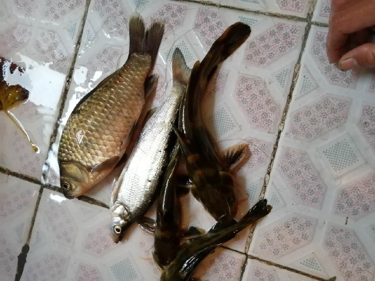 普通自制串钩最简单方法,如何自制马口串钩