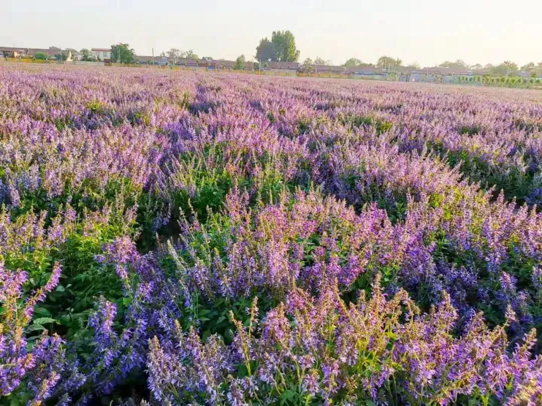 淄博景区半价,淄博3月底免费景点免费开放通知