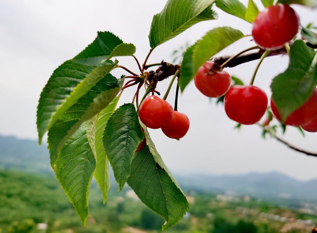 省内文旅复兴，打了个漂亮的翻身仗！周边游“解锁”，农家乐小院迎客来