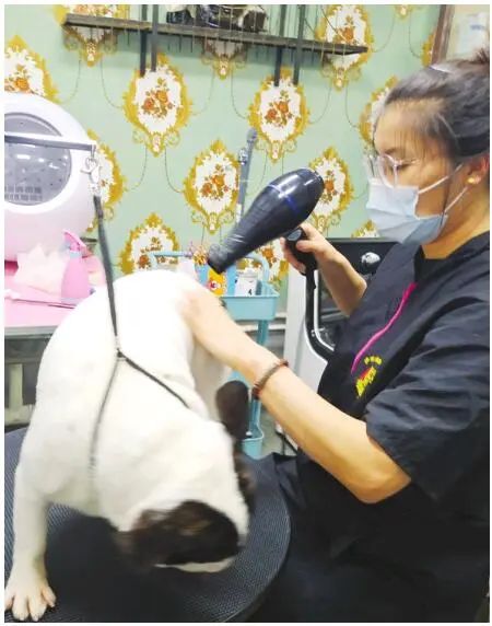 看看大庆人养宠物花了多少钱？吃穿、美容、买保险……