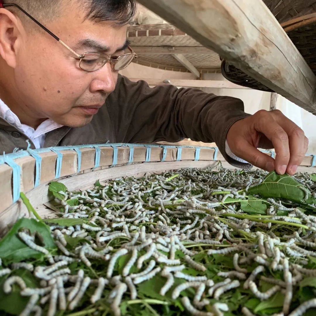 央视曝光蚕丝被长期盖,桑蚕丝真丝被曝光