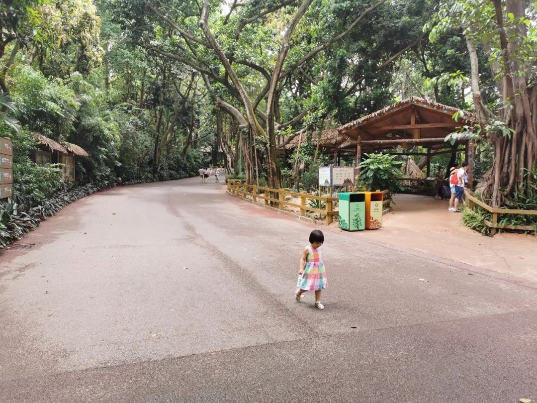 最新广州长隆野生动物园南门攻略,广州长隆动物园的白虎简介