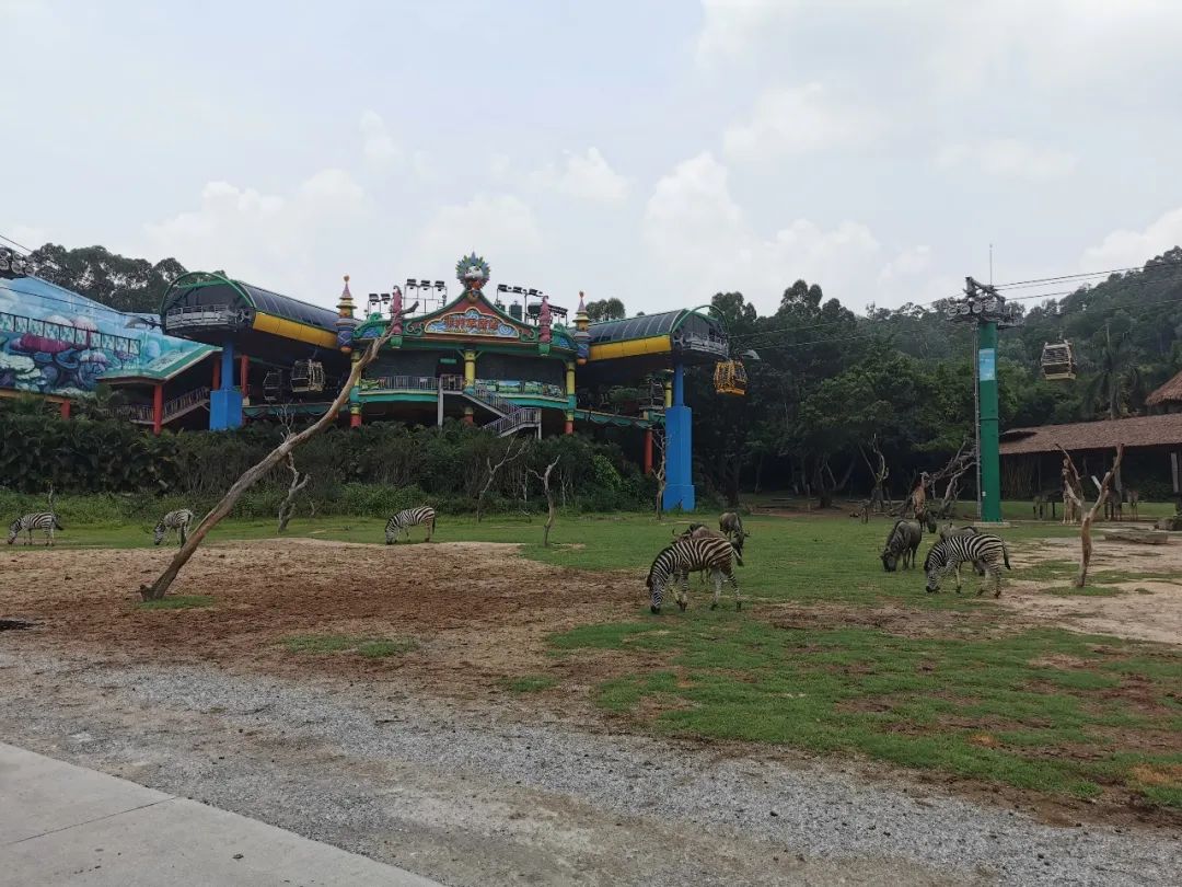 广州长隆野生动物世界何时建成,广州长隆野生动物园有白狮