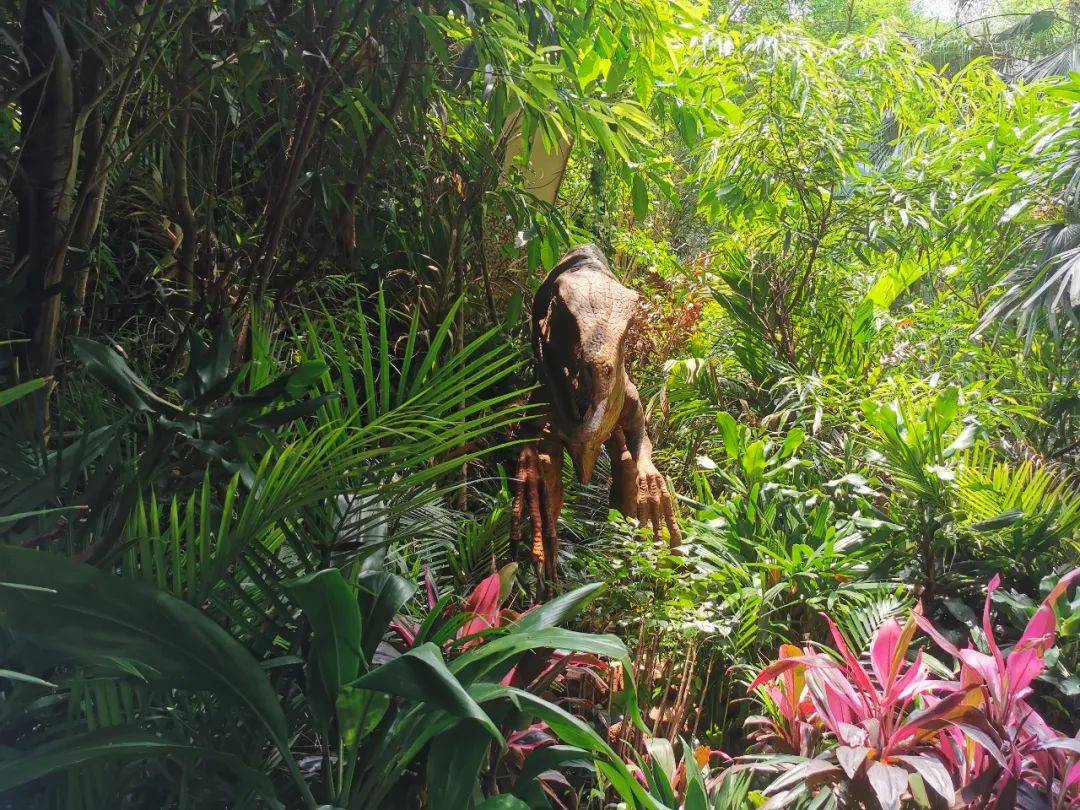 广州长隆野生动物世界何时建成,广州长隆野生动物园有白狮