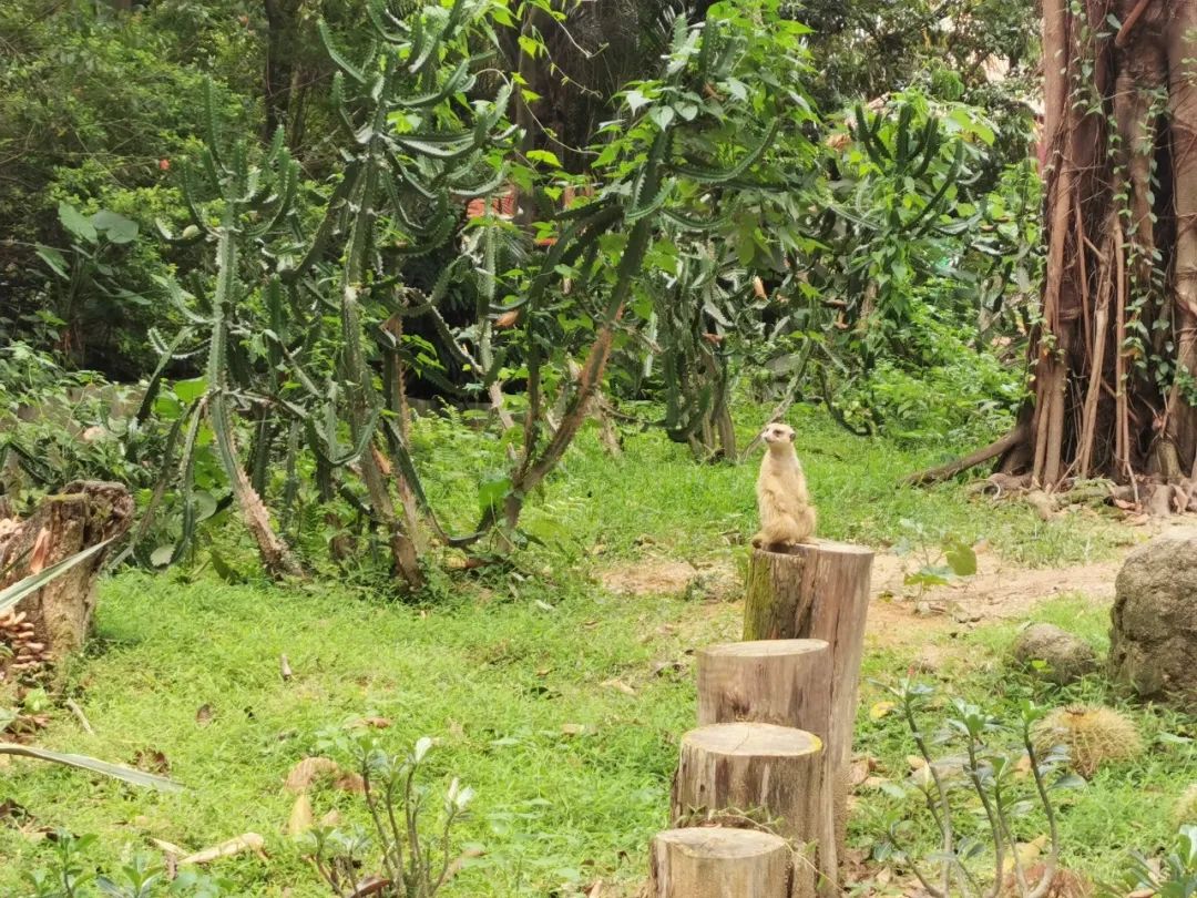 最新广州长隆野生动物园南门攻略,广州长隆动物园的白虎简介