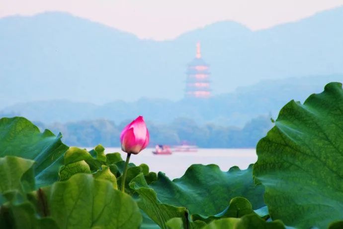 蔡松年鹧鸪天赏荷,鹧鸪天赏荷古诗鉴赏
