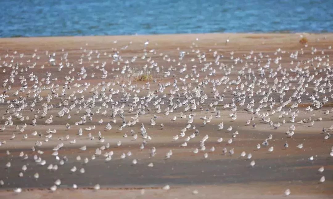 盐城最厉害的勺子,盐城铜勺子