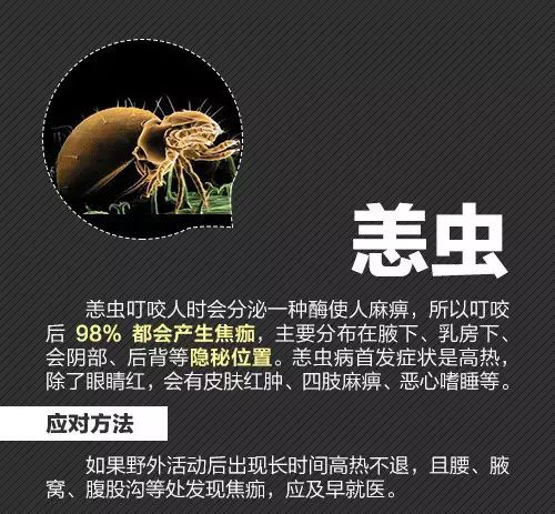 十大毒虫咬人后的症状,十大毒虫咬人了怎么办